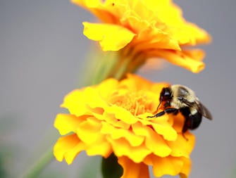 picture of bumble bee on flower