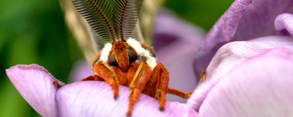 photo of a cecropia moth