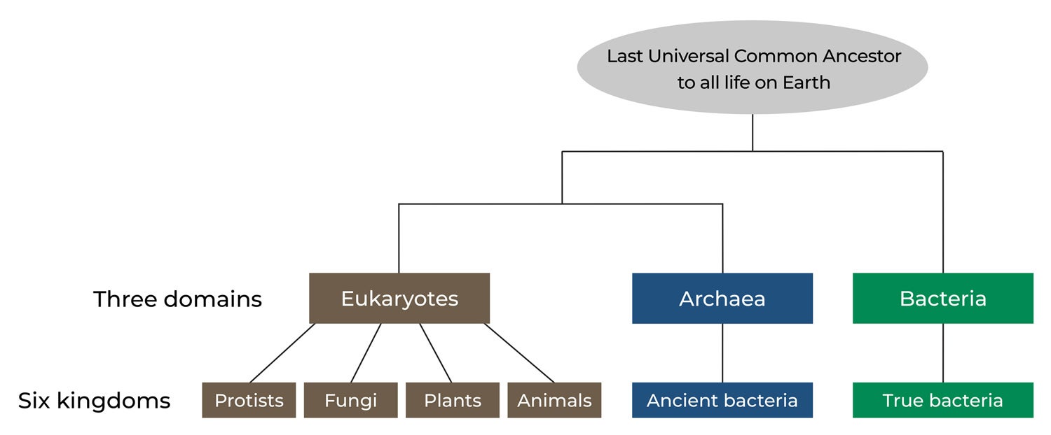 diagram illustrating the tree of life