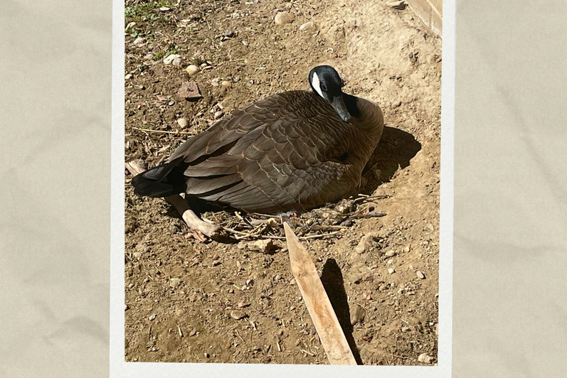 A daytime view of a nesting goose. Text reads "REV Green: Confirmed nesting goose with 4 eggs aganist building wall. Do not approach. Bird will defend aggressively"