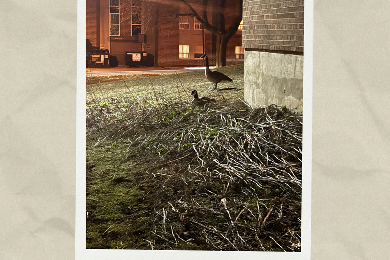 A nighttime view of 2 geese at a university residence, one of them is sitting down. Text reads: "Confirmed nest by West 3 towards Mackenzie King Village (MKV), very aggressive"