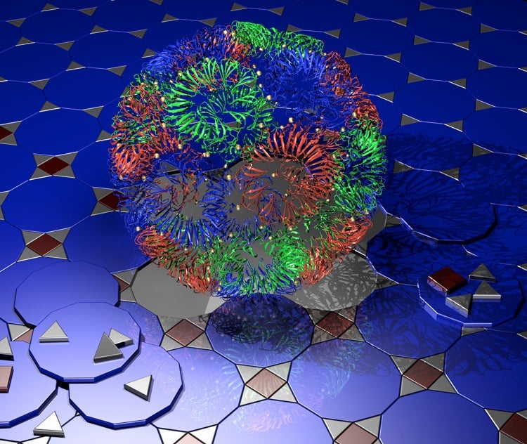 visualization of the biological structure of the Trap-cage