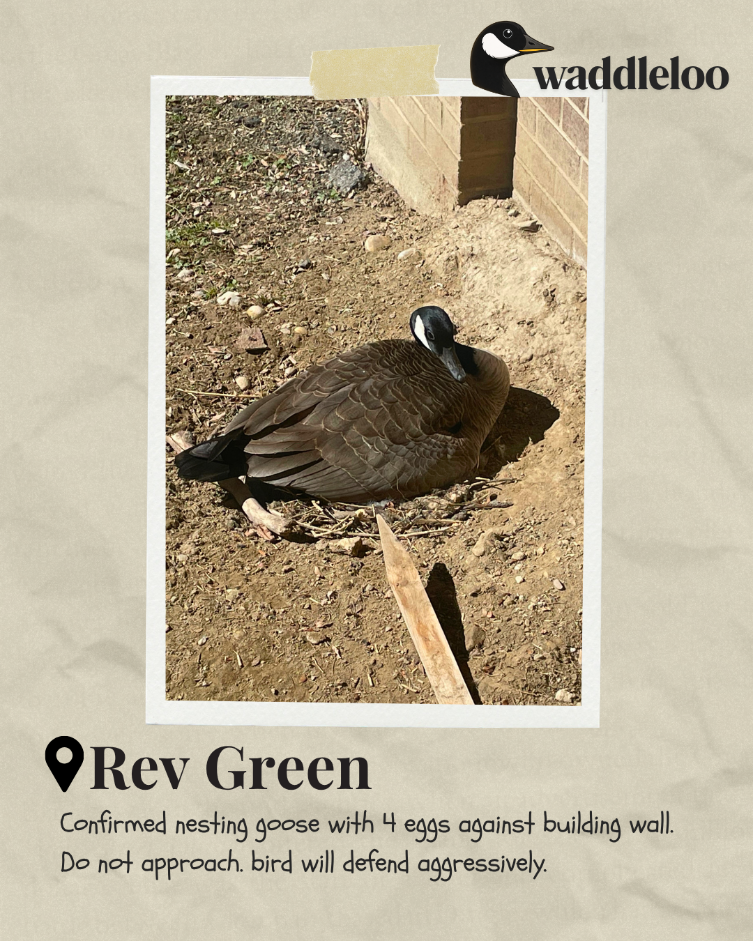 A daytime view of a nesting goose. Text reads "REV Green: Confirmed nesting goose with 4 eggs aganist building wall. Do not approach. Bird will defend aggressively"