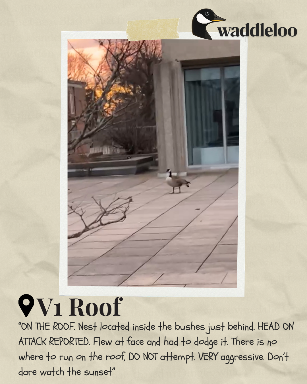 A goose wandering around a rooftop, with the sunset in the background. Text reads: "V1 Roof: ON THE ROOF. Nest located inside the bushes just behind. HEAD ON ATTACK REPORTED. Flew at face and had to dodge it. There is no where to run on the roof, DO NOT attempt. VERY aggressive. Don't dare wach the sunset"