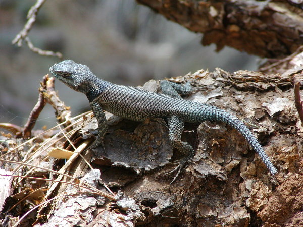 Southern Arizona Wildlife